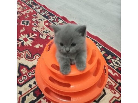 1.5 aylık 4 tane saf british shorthair yavrularımız