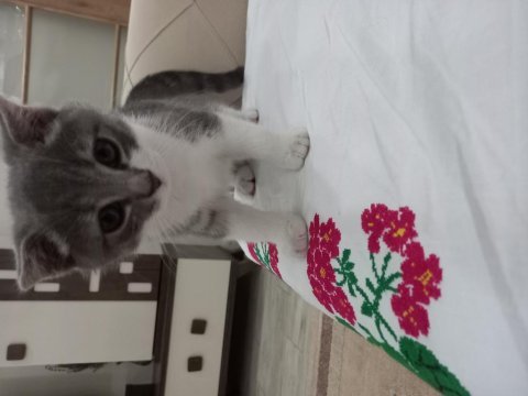 3 aylık british shorthair (aşılı ve eğitimli)