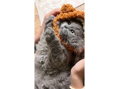 A++ a62 orjinal british longhair yavrular