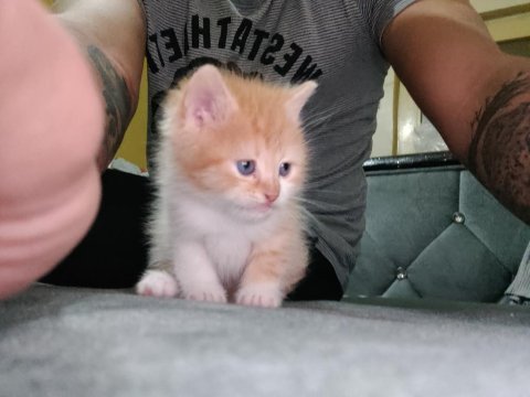 50 günlük golden british shorthair yavruları