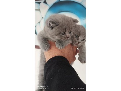 British shorthair yeni evimiz için hazırız