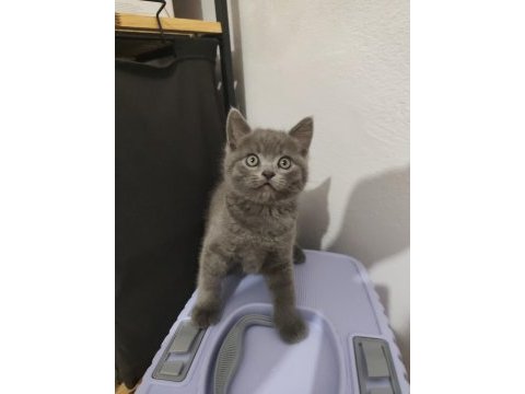 British longhair yavru gri
