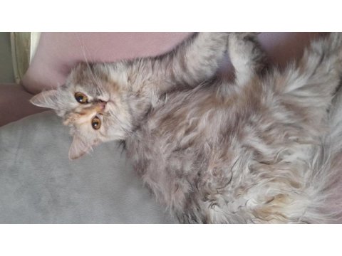 Yavru tatlı kızımız kedimiz