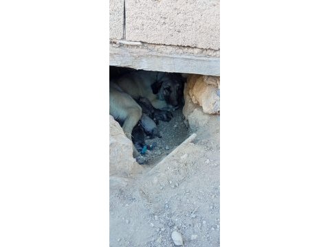 Saf kangal köpeği yerlisinden