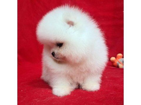 Petmode köpek çiftliğinden teddy pomeranian boo
