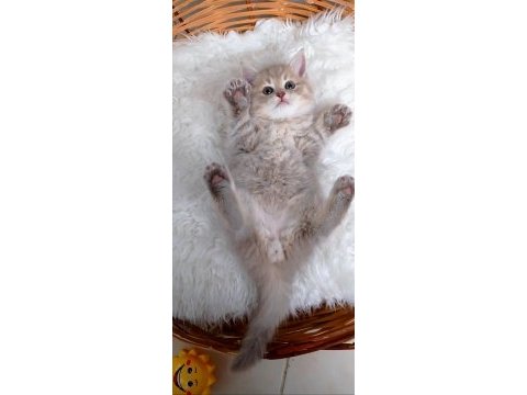 Safkan muhteşem british longhair yavrularım