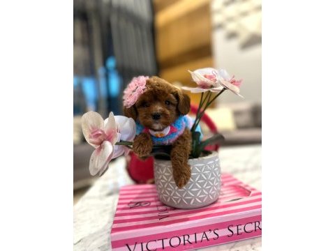 Tatlı mı tatlı mini maltipoo baby
