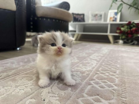British longhair kedileri