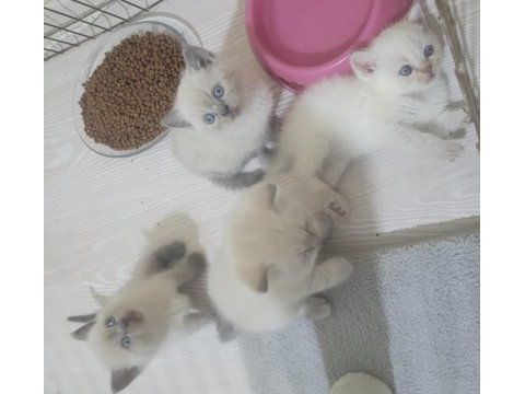 British shorthair blue point yavrular