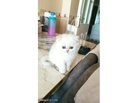 Scottish fold yavrularımız yuva arıyor (dişi)