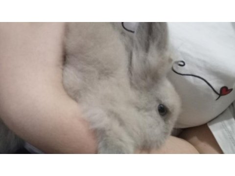 Lop tavşanı