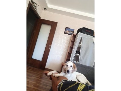 Beyaz sarı benekli kuşcu av köpeği 4 aylık