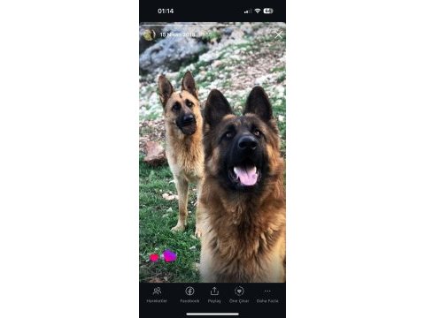Alman kurdu köpeklerimiz için ulaşın