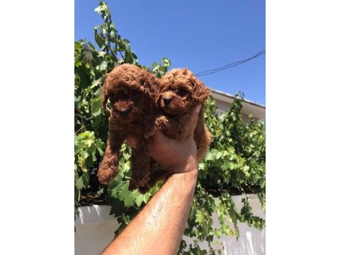 Red brown toy poodle bebekler