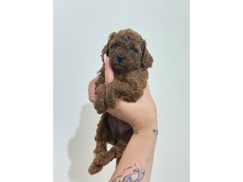 Toy poodle yavruları dişi