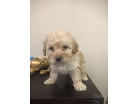 Orjinal sağlık garantili ped eğitimli maltipoo