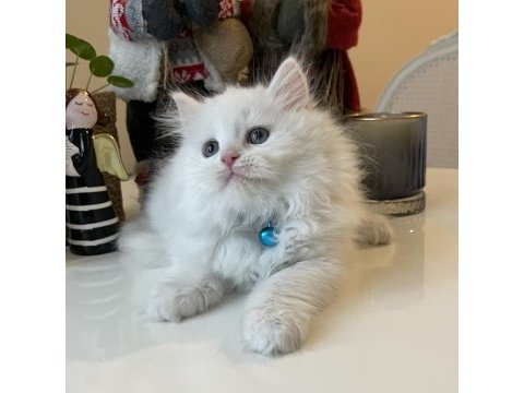 Erkek british longhair beyaz