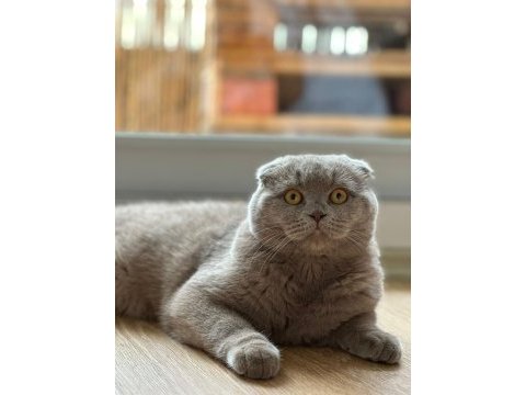 Acil oğluma yuva arıyoruz scottish fold