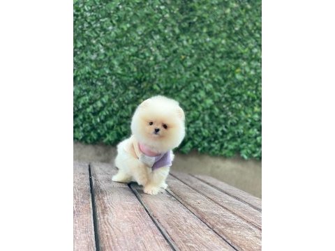 Teddy bear pomeranian yavrularımız sizi bekliyor