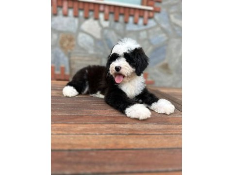 Türkiyenin tek doodle çiftliğinin eşsiz bebekleri