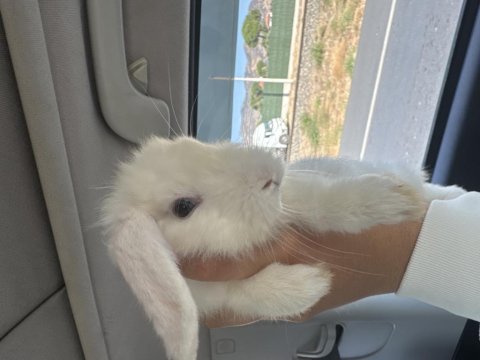 Hollanda lop tavşanı 4 aylık dişi