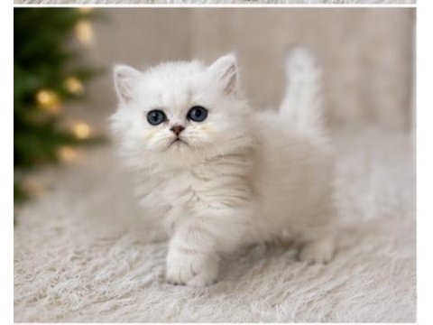 British longhair ve shorthair silver