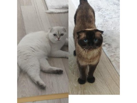 Anne ve oğul kediler yeni yuva arıyorlar