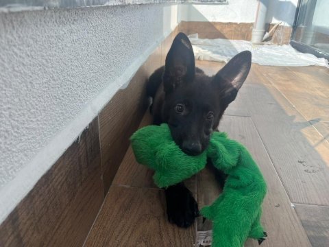 Petmode den sçr belgeli black solid alman kurdu yavrumuz