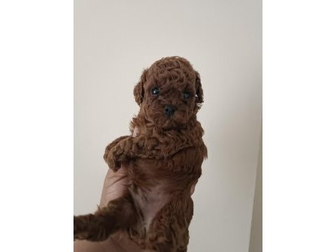 Toy poodle sıfır boy