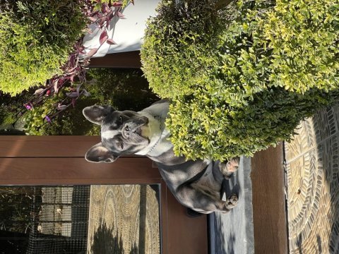 1 yaşında dişi french bulldog