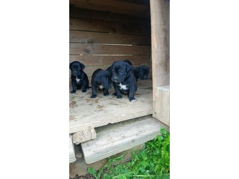 Cane corso köpeği yavrular