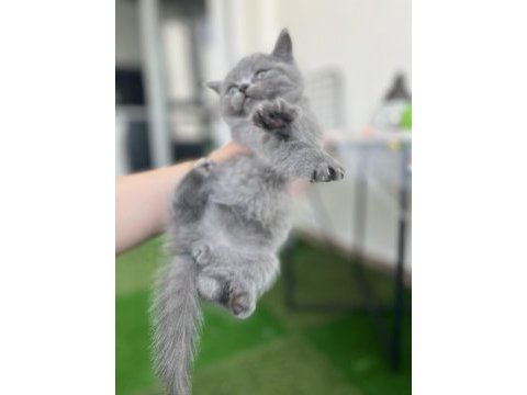 1.5 aylık eğitimli bebek british shorthair