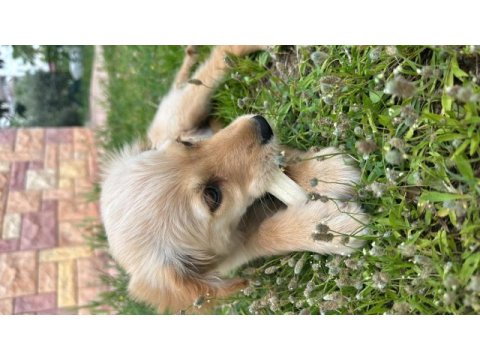 Dışı eğitimli 3 aylık golden rottweiler
