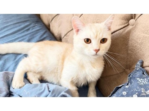 Boncuk gözlü british shorthair evlat