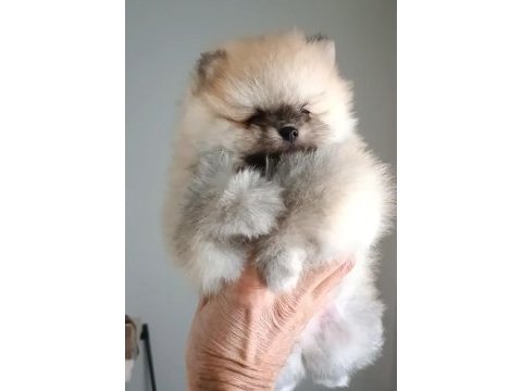 Orijinal pomeranian boo köpeği