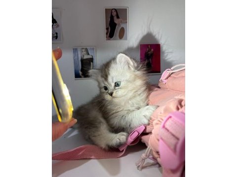 British longhair silver ve longhair point