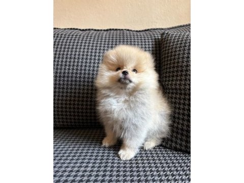 Pomeranian toy spitz yavrular
