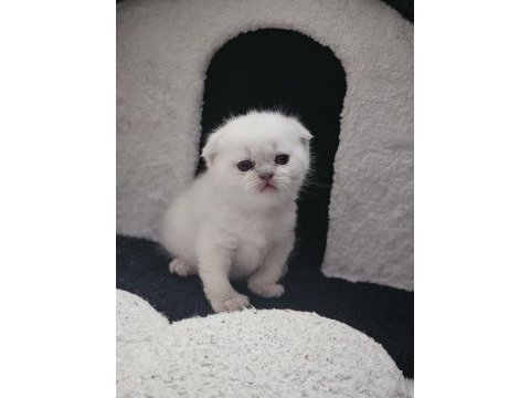 0-3 aylık scottish fold