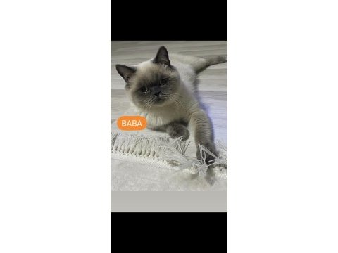 2 aylık dişi çok sağlıklı kedimiz
