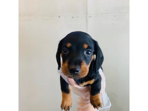 Dachshund ( sosis köpek ) yavruları