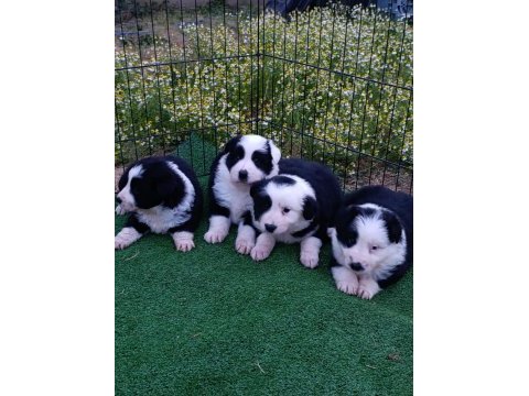 Border collie yavrular