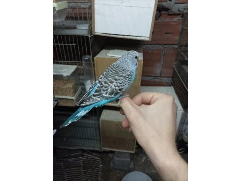 Karne hediyesi yavru muhabbet kuşları
