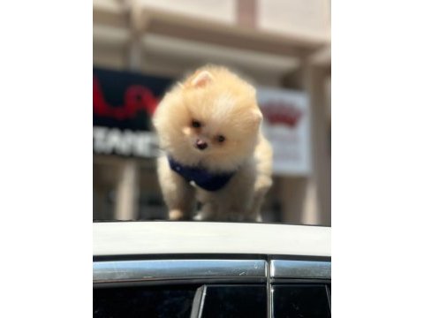 Show kalite pomeranian boo yavrularımız