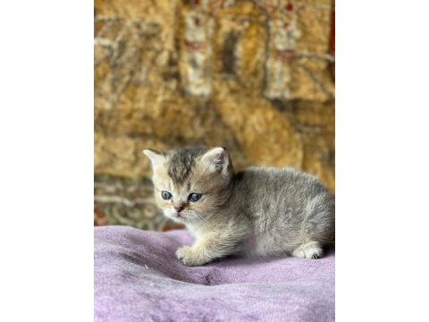 Full orjinal black golden british shorthair