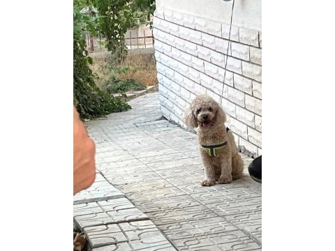 Toy poodle dişi kızımız 17 aylık