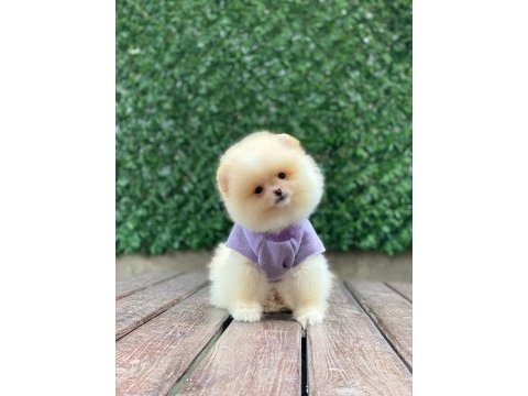 Sevimli pomeranian köpekler