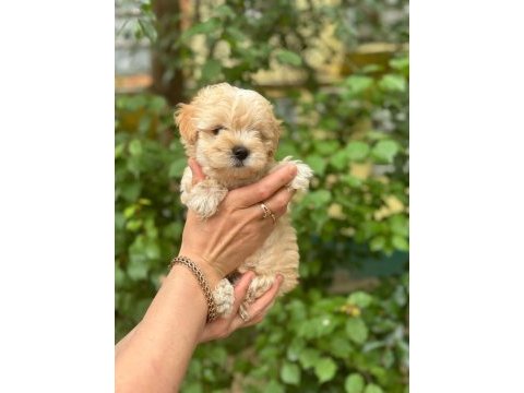 Irkının harikası maltipoo yavrularım