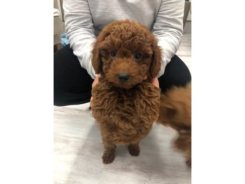 Erkek 3 aylık red poodle iyisini isteyene