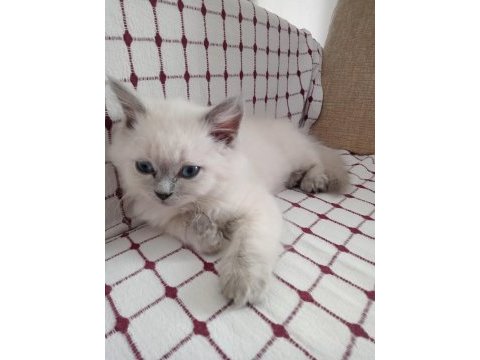 British shorthair uysal kedimiz