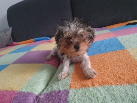 Yavru dişi yorkshire terrier